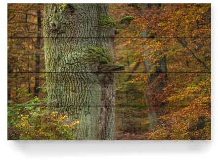artboxONE Holzbild 60x40 cm Natur Der Eichenstamm von Künstler Die Welt Tanzt Farben