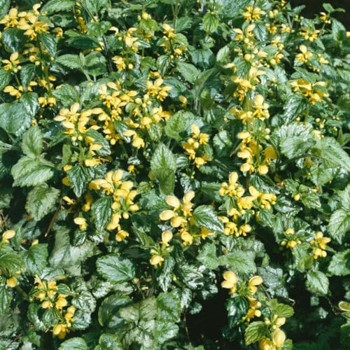 Lamiastrum galeobdolon 'Florentinum' 9x9 cm Topf – Winterhart, Mehrjährig, Pflegeleicht – Goldnessel – Bodendecker für Schatten & Unterpflanzung