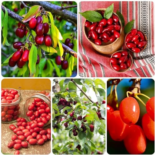 Semillas de cerezo cornalina, raras Cornus officinalis, enanos resistentes variedades antiguas 100pcs