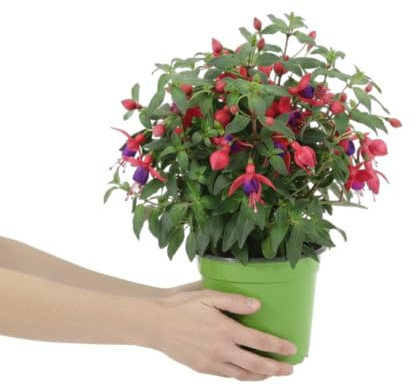 DECOALIVE Planta Fucsia con Flores Colgantes para Terraza y Decoración Floral Exterior
