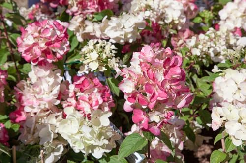 Hydrangea paniculata 'Diamantino' 40-60 cm - Rispenhortensie, cremeweiße Blüten, Blütezeit Juli-September, ideal für Rabatten, pflegeleicht und winterhart