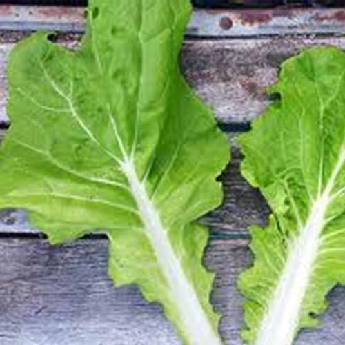 Tokyo Bekana Mustard Seed 3 Gram 1500 Seeds Non-GMO Asian Green Microgreen to Mature Fast-Growing, Tender Leaves Baby Greens, Salads, Stir-Fries Brassica Rapa 2145 Days Easy