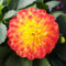 Dalia bulbos, Perennes, Flores coloridas, Flores ornamentales de jardín, Embellecen el entorno vital.-10 Bulbos-D