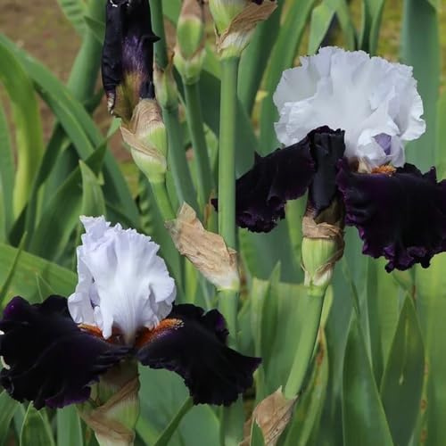 20bulbi di iris perenni resistenti - iris - iris, balconi autunnali dalla resistente decorazione, appartamento
