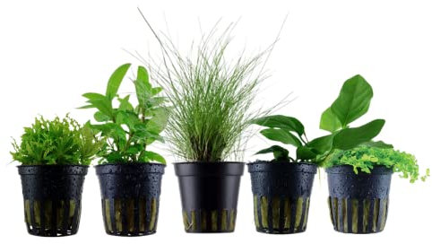 AquaOne Aquarium Pflanzen I 5X Wasserpflanzen I Nano Becken Aquarienpflanzen I Eleocharis Anubias Staurogyne Micranthemum Pogostemon I Set mit 5 Nanobecken Aquariumpflanzen