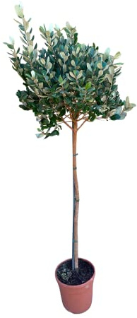 AMDGArden Pianta di Feijoa Sellowiana Acca Sellowiana Alberello Vaso 22cm