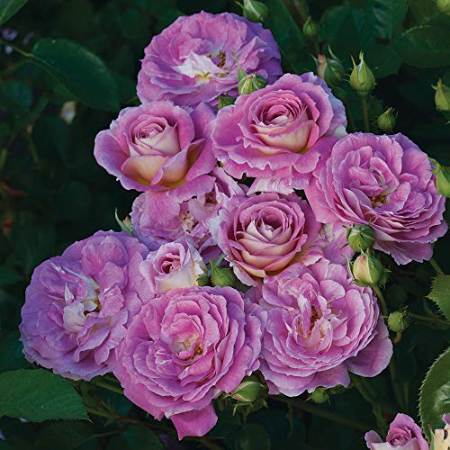 Heirloom Roses Rose Plant - Arctic Blue™ Purple Rose Bush, Floribunda Live Plant for Planting Outdoors