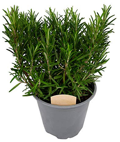 Rosemary Bush 14cm Pot - Ready to Plant in The Garden and Used for Culinary Purposes