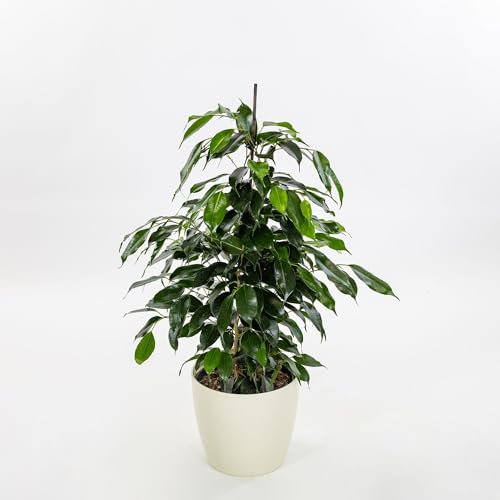 Pianta vera di Ficus benjamina Danielle - Diametro Vaso Ø 21 cm