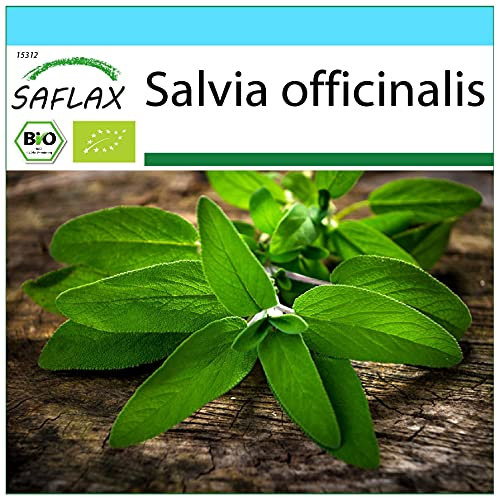SAFLAX - - BIO - Salvia - 60 semi - Salvia officinalis