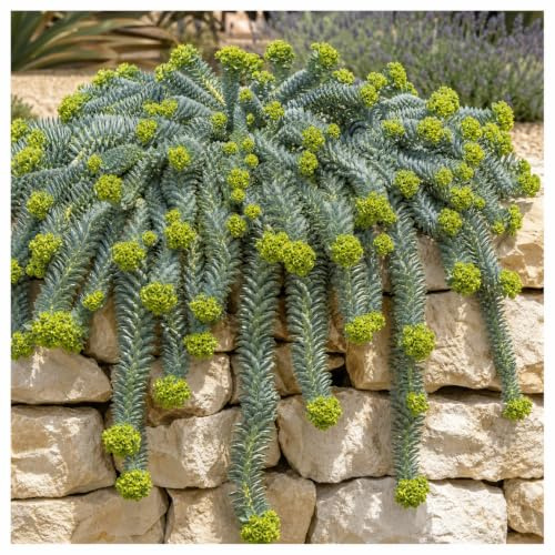 Stauden Gänge 10 x Euphorbia myrsinites Walzen Wolfsmilch winterhart | Winterharte Staude für Sonne bis Halbschatten, Blüte April bis Juni, mehrjährig, 9x9 cm Topf