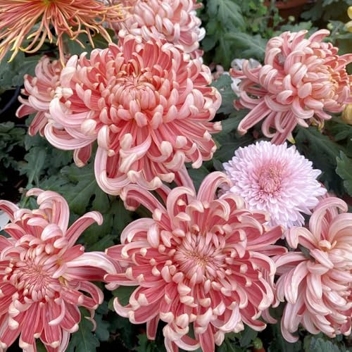 semillas de crisantemo - decorar variedades antiguas jardín rocas 300pcs