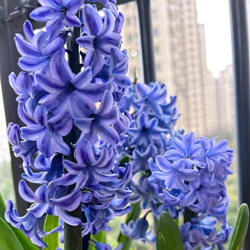 Hyazinthen, balkon Hyacinthus orientalis, blumenzwiebeln frühblüher gartenpflanzen winterhart mehrjährig 2Zwiebeln