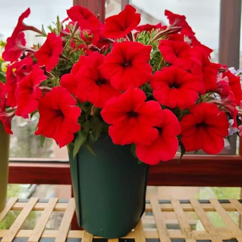 hängepetunien samen, petunien samen hängend topfpflanzen bodendecker kübelpflanze exotische samen, stauden Petunie Zierblumen hängepflanzen petuniensamen, balkonblumen pflanzensamen 80pcs