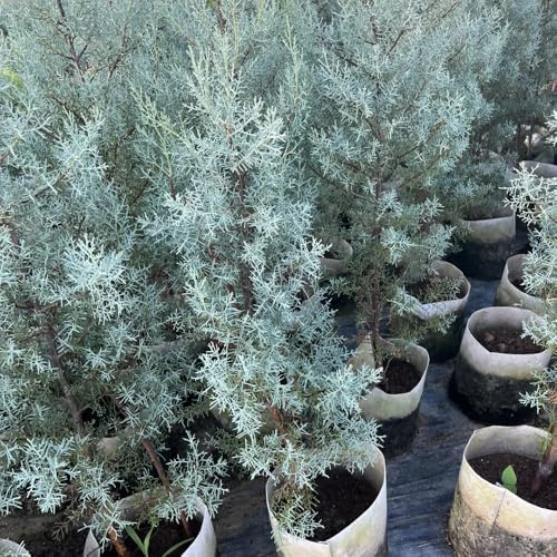 Semi di cipresso - sostenibili balcone ornamentale biologico, resistente al freddo invernale. resistenti esotico giardino raro resistenti 40pcs