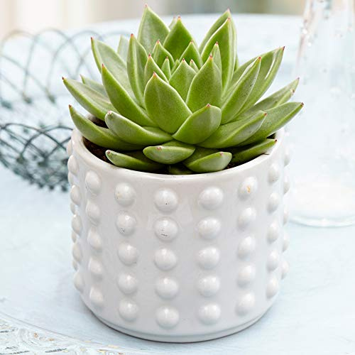 Echeveria Miranda à feuilles persistantes de qualité 10-20cm Meilleure plante d'intérieur en pot