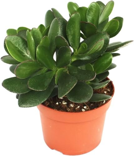 pcmoviles Convierte tu hogar en un santuario de aire fresco con el Arbol de Jade. Grassula Ovata en maceta de 8.5cm, una planta que purifica y embellece.