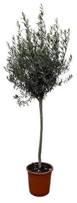 Olivenbaum – Olea Europaea 160cm – Ø24cm – Mediterrane Kübelpflanze mit silbergrünen Blättern – Edler Olivenbaum für Garten, Terrasse, Balkon & Wintergarten – Pflegeleicht