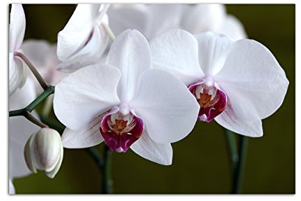 120x80cm - Orchidee Blüte Blume weiß - Bild auf Keilrahmen modern stilvoll - Bilder und Dekoration