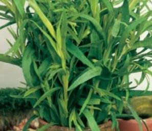 215 Seeds of Tarragon Russian