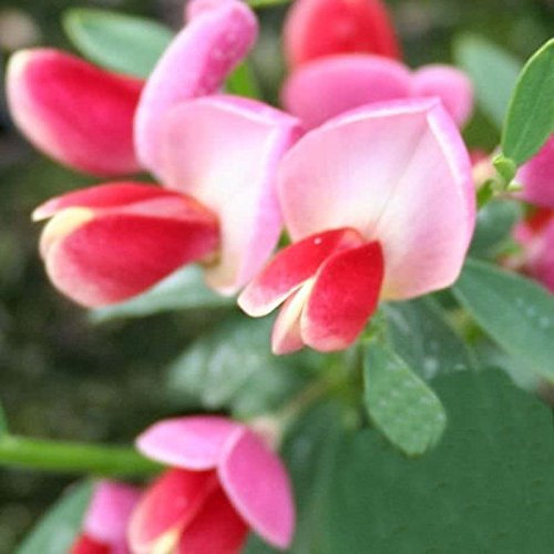 Edelginster Eva 40-60cm - Cytisus scoparius - lebende Gartenpflanze aus den Baumschulen