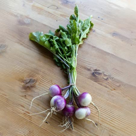 Turnip Plug Plants Grow Your Own Vegetables 'Ready to Plant Now' Young Vegetable Plants (3)