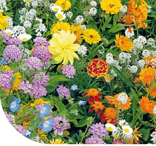 Niedrige Bienenwiese-Mischung - 250g für 125 m² - 23 Arten ein- und mehrjähriger Wildblumen - Höhe: 10-90 cm - Premium Bienenwiese - für Bienen, Hummeln und Schmetterlinge - Buntes Insektenparadies