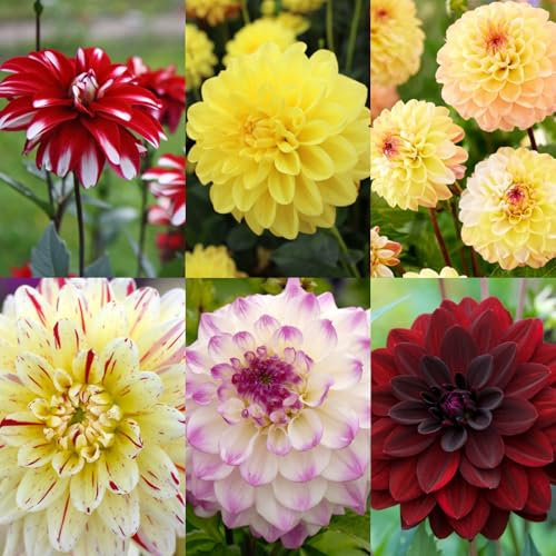 Carbeth Plants - 4 x Dahlia Decorative Mixed Summer Bulbs - Impactful Summer Flowering Tubers - Herbaceous Perennial Garden Plants - Planting in Outdoor Borders, Beds & Containers
