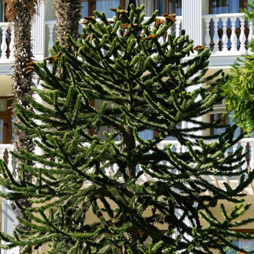 semillas de araucaria, semillas de interior Semillas de araucaria cunninghamii, comprar arboles, exóticas 100pcs