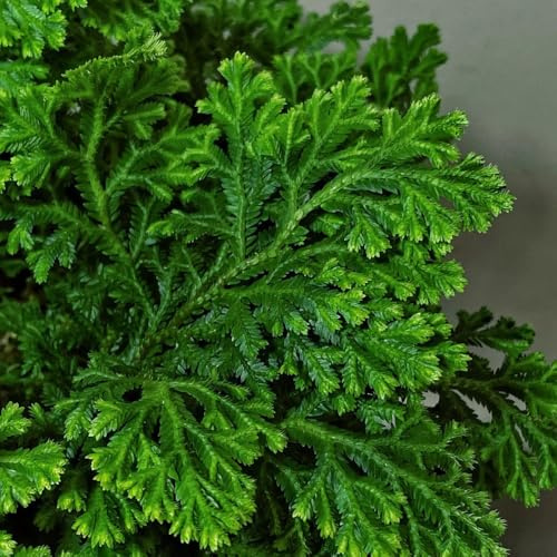 rosa di gerico bulbi - esterno tappezzanti perenni resistenti esotiche 7pcs