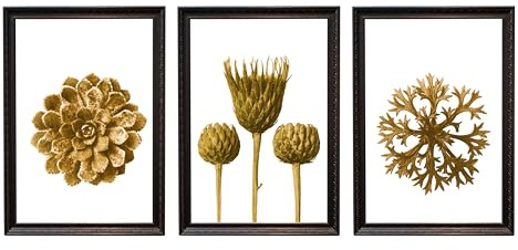 Kunstdruck Din A4 ungerahmt 3-teilig - Dachwurz Farn Sukkulente Distel Blatt Pflanze Natur Modern Sepia Druck Poster Bild