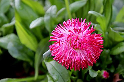 Graines Paquerette monstrueuse double variée - sachet de 0.3 gramme (environ 1000 graines)- Bellis/perenis/Asteraceae- Graines de style