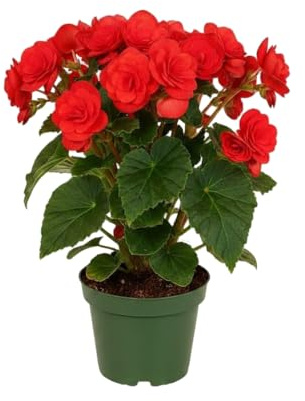 Planta Natural Begonia Rieger Roja Begonia Hiemalis DECOALIVE en Maceta de 14 cm