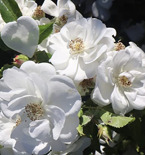 'Wedding Day' Potted Rose - Fragrant White Blooms - Rambling Rose - 4L Pot