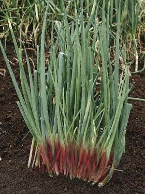 Chives Welsh Onion Red Allium fistulosum 2,000 Seeds