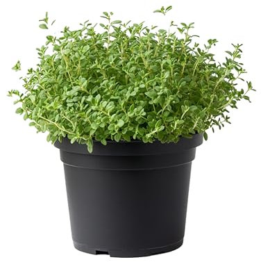 Myoshome - Tomillo en maceta de plástico - planta verde grisáceo de 20-30 cm - perfecta para huerto interior, plantas naturales interior y plantas naturales exterior. Tomillo (Thymus Vulgaris).