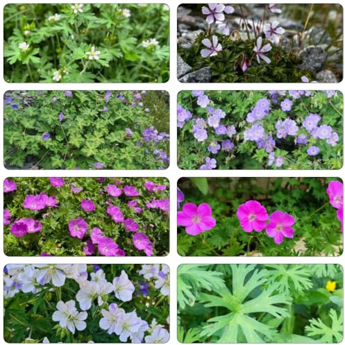 storchschnabel bodendecker winterhart mehrjährig blumensamen kaufen wildblumensamen herbstaussaat balkonpflanze blumensaat wildkräuter sommerblumen küchenkräuter blumendeko 300samen