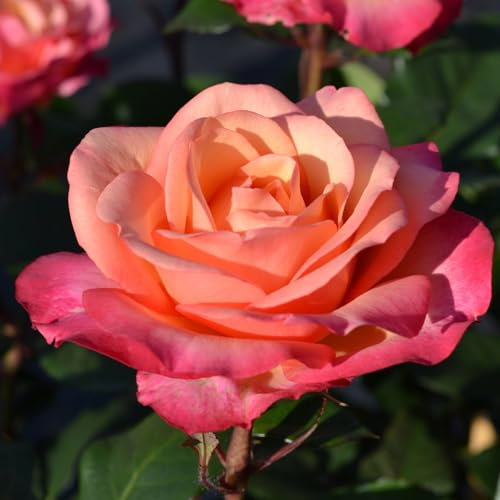 Edelrose 'Saloon'®, orange, Topf 5 Liter