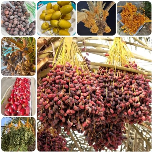 Semillas de palmera datilera, Comprar semillas de palmera datilera, en resistentes al exterior verdes 20pcs