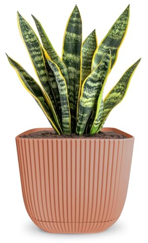 alqua Pot de fleurs à arrosage automatique de 19 cm, pot d'orchidée et de fleurs pour une utilisation en intérieur, pot en plastique pour plantes d'intérieur (rose)