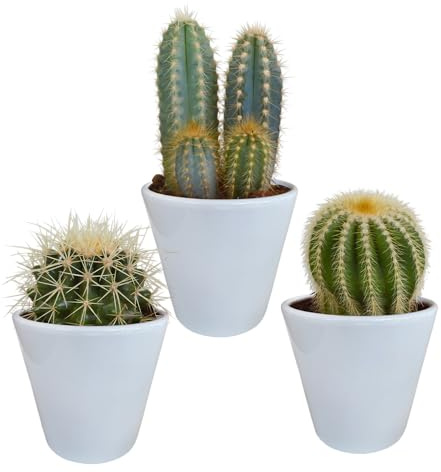 Kakteen | Kakteen Mix in weißem Keramiktopf | 3 Stück | diverse Sorten | Ø 11 cm | ↕ 13-18 cm | in farblich abgestimmtem Übertopf | Pflegeleichte Zimmerpflanzen