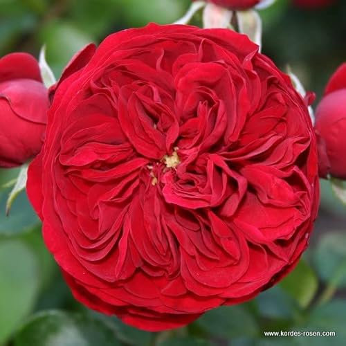 2x Rosier à massif 'Rotkäppchen'® – Kordes Feeërieke rose – Plant-o-fix-pot | Fleurs rouge carmin, arbuste compact