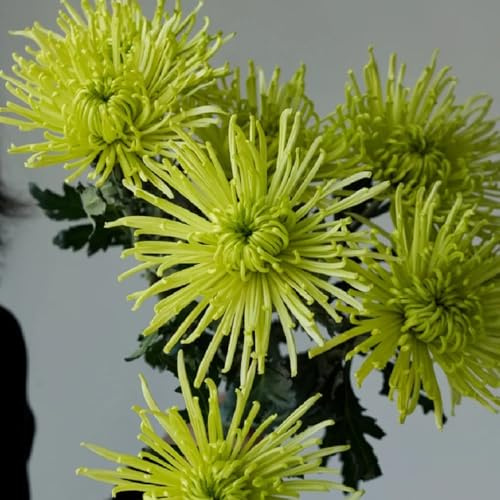 semi di crisantemo resistenti decorativi resistenti al balcone crisantemo per il giardino all'esterno primaverile, selvatici da balcone perenni 200pcs