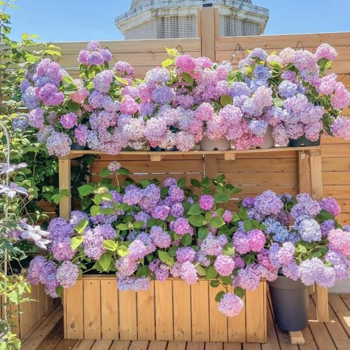 Semi di ortensia resistenti - per selvatici perenni da balcone, interno, giardino 90pcs