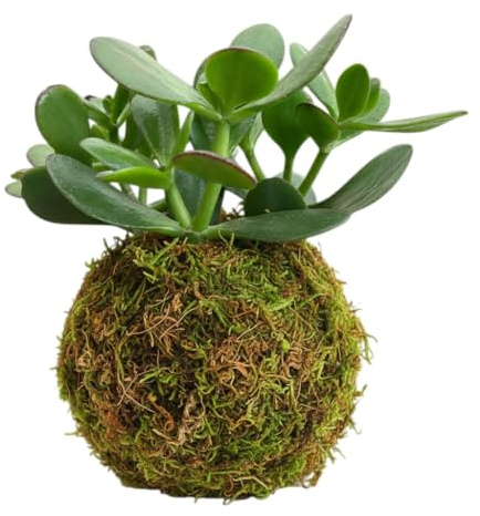 DECOALIVE Planta de Jade en Kokedama Decorativa