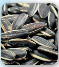 Padana Sementi Mangimi Semplici a base di semi per uccelli da gabbia, da voliera e per uccelli liberi (Girasole Striato piccolo, 1 kg)