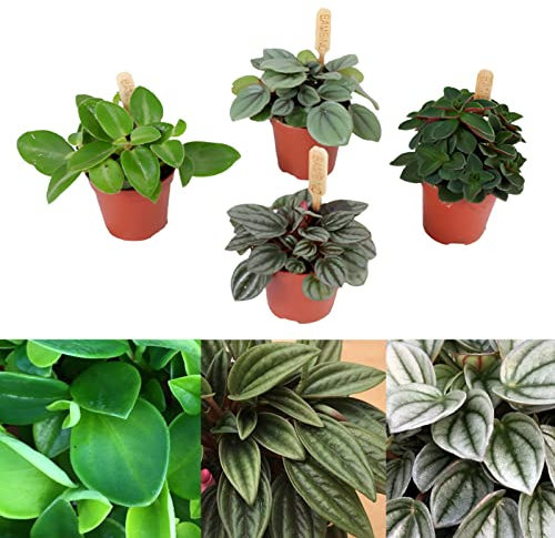 Peperomia 3 Plant Mix - 3 Indoor Plants in 6cm Pots - Ideal for Terrariums