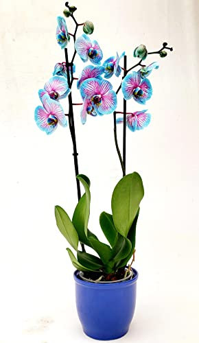 POWERS TO FLOWERS - ORCHIDEA PHALAENOPSIS BLU e ROSA, IN VASO CERAMICA BLU, 2 STELI, VASO 13CM, Pianta Vera