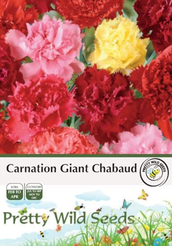 Carnation Giant Chabaud Seeds in Pictorial Packet - 200 Seeds
