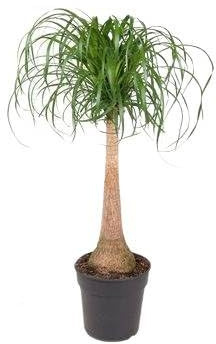 Fresh Plants - Nolina - Pied d'Éléphant - pot Ø 27 cm, hauteur 120 cm